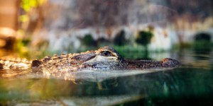 Les crocodiles peuvent détecter la détresse des bébés humains, affirme une étude