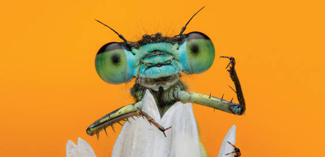 Dégoût, peur, éradication aux pesticides… Pourquoi sommes-nous si méchants avec nos amis les insectes ?