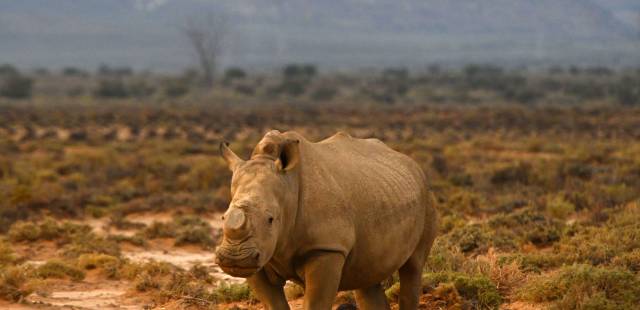 Le nombre de rhinocéros augmente en Afrique, une « bonne nouvelle »