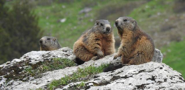 « Monsieur le ministre, nous vous demandons d’interdire la chasse à la marmotte » en Savoie