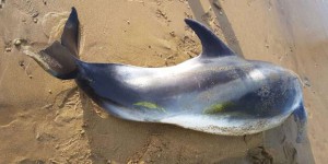 Pour mieux protéger les dauphins, le Conseil d’Etat suspend des dérogations à la fermeture hivernale de la pêche