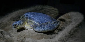 Saumon atlantique, tortue verte… La nouvelle liste rouge des espèces menacées dévoilée à la COP28