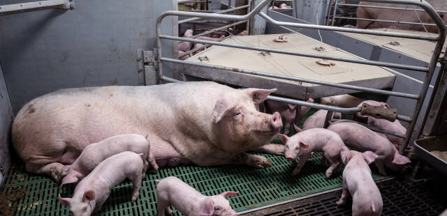 En Bretagne, une enquête ouverte après une plainte de L214 contre un élevage de porcs