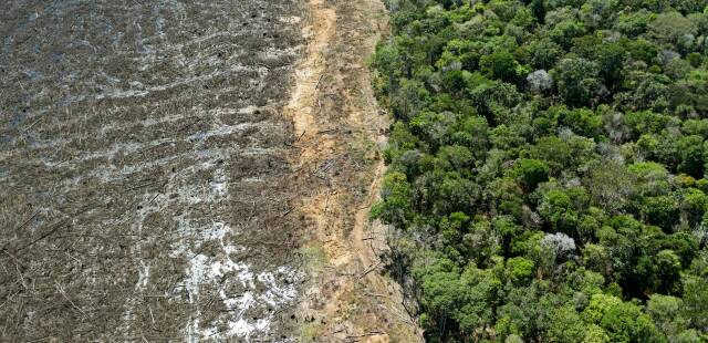 Zara et H&M épinglés pour déforestation illégale au Brésil