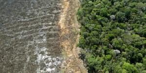 Zara et H&M épinglés pour déforestation illégale au Brésil