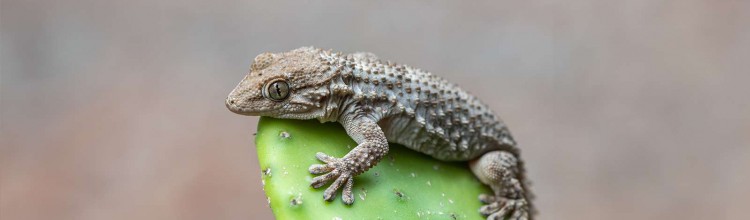 Ce petit gecko remonte jusqu'à Lille à cause du dérèglement climatique