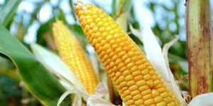 OGM: la proposition de loi adoptée à l'Assemblée