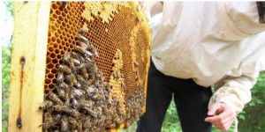 Les apiculteurs manifestent contre les 'insecticides tueurs d'abeilles'