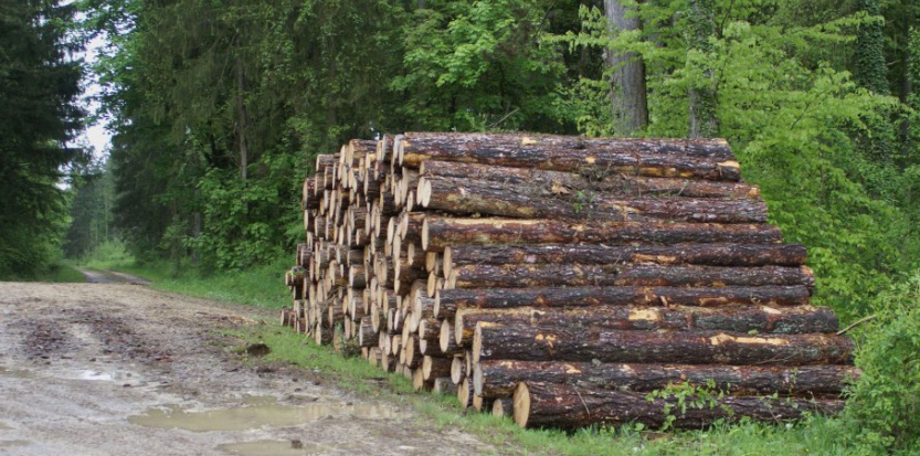 Macron mise aussi sur la filière bois