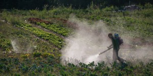 Le gouvernement veut moitié moins de pesticides d'ici 2025