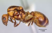 Les néonicotinoïdes poussent les fourmis à se battre jusqu'à la mort