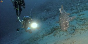 En vidéo : Laurent Ballesta plonge avec les coelacanthes