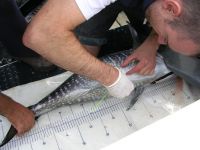 Dans l'Atlantique, 6.370 km au compteur pour un thon blanc
