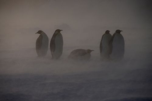 En Antarctique, les vents inhiberont l'élévation du niveau de la mer