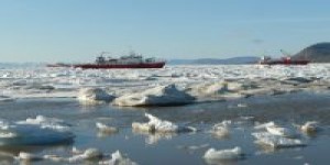 Le cercle arctique menacé par l'invasion d'espèces exotiques