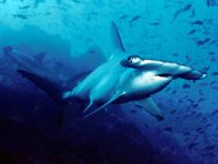 Les requins-marteaux accueillent une nouvelle espèce