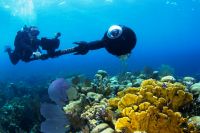 Catlin Seaview Survey : les récifs coralliens avec Google Street View