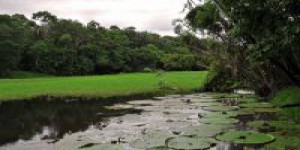 Le fleuve Amazone n’est pas une source d’émission de carbone
