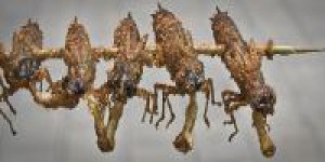 Dix insectes autorisés pour la consommation humaine en Belgique