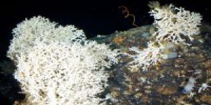 Découverte : un récif corallien au Groenland