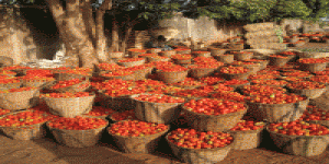 Les tomates de Méditerranée protégées par des punaises cannibales