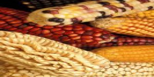 En bref : le maïs OGM TC 1507 sera autorisé en Europe
