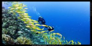 Catlin Seaview Survey : les coraux sont précieux mais menacés