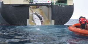 Le Japon doit stopper la chasse à la baleine dans les eaux antarctiques