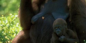 Dans la jungle ougandaise, le tourisme protège les gorilles
