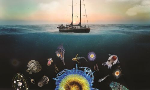 L’expédition Tara Oceans révèle les secrets du plancton