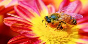 Dossier : la pollinisation, un service naturel très bien organisé