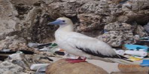 Les déchets plastiques affectent presque tous les oiseaux marins