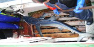 Le requin bleu victime des hameçons magnétiques... censés le protéger