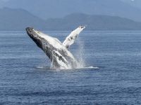 Grands animaux : les baleines sont de vraies amies de l'agriculture...