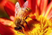 Le déclin des pollinisateurs menace l’agriculture mondiale