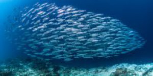 En Méditerranée, sardines et anchois vont mal : pourquoi ?