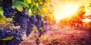 Vendanges précoces : le changement climatique donnerait du bon vin