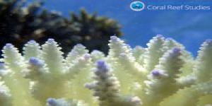 La maladie de la Grande Barrière de corail est bien réelle en Australie