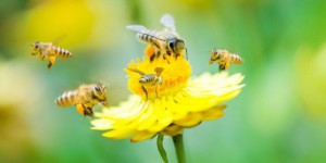 Oui, les insecticides sont bien mortels pour les abeilles sauvages