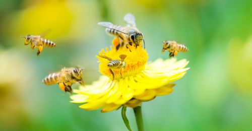 La mortalité des abeilles sauvages triplée par les insecticides