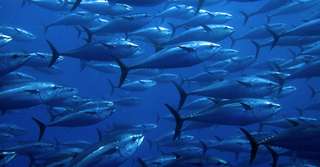 Les grands animaux marins victimes de la sixième extinction de masse