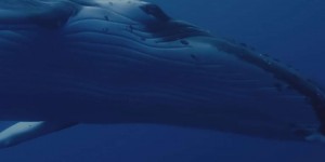 L'Odyssée : Cousteau dévoilé dans un film