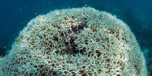 La Grande Barrière de corail va mal et ne se remettra pas du réchauffement des eaux