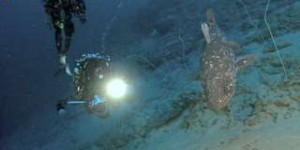 Le plongeur Laurent Ballesta a filmé les cœlacanthes à plus de 100 m