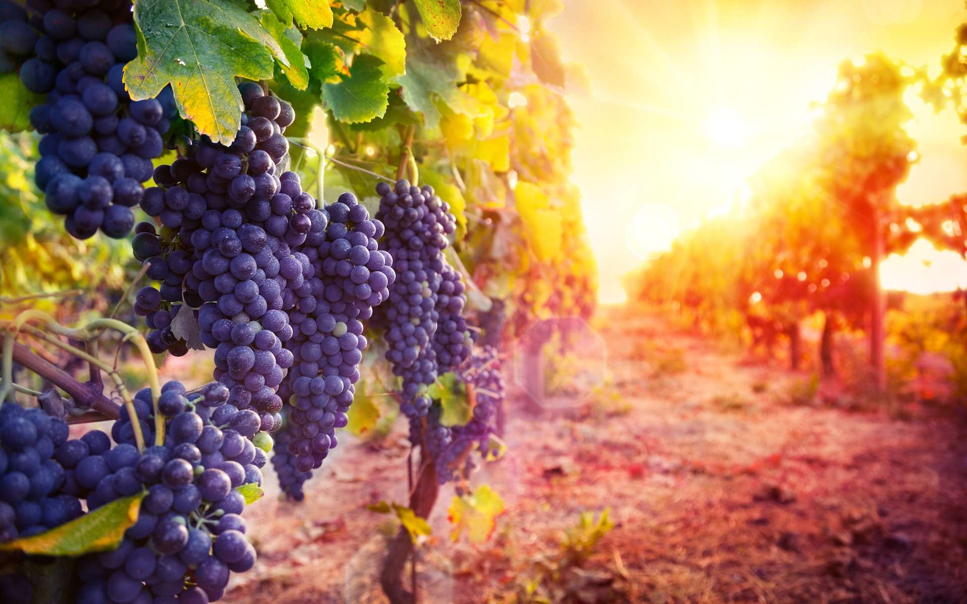 Avec le réchauffement climatique, le vin sera-t-il meilleur ?