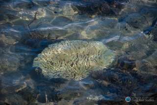 Tara Pacific : 15.000 échantillons prélevés dans les récifs coralliens