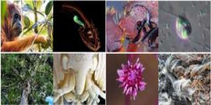 Diaporama : 10 nouvelles espèces découvertes en 2018