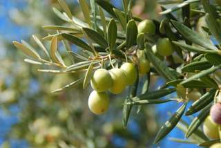 Athénolive, un projet au secours des olives