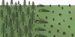 Les causes de la déforestation : une carte pour tout comprendre
