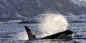 Biodiversité : la moitié des orques est menacée de disparition